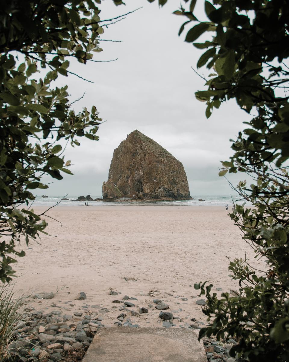 Haystack Rock at Cannon Beach, Oregon appears artistically framed between the leaves of a leafy bush