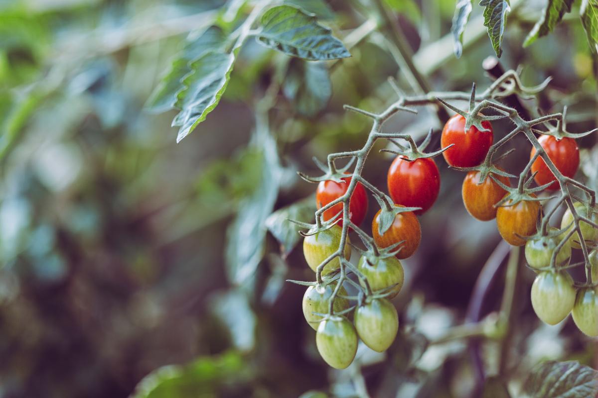 Red, orange, and green tomatoes hang from the same vine